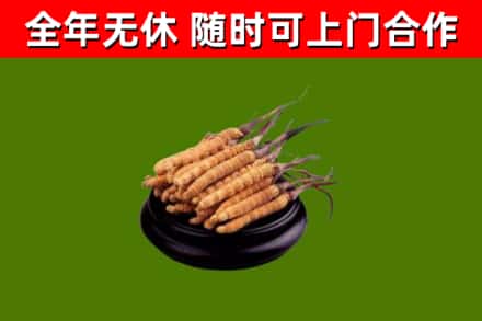 忻府区回收散虫草